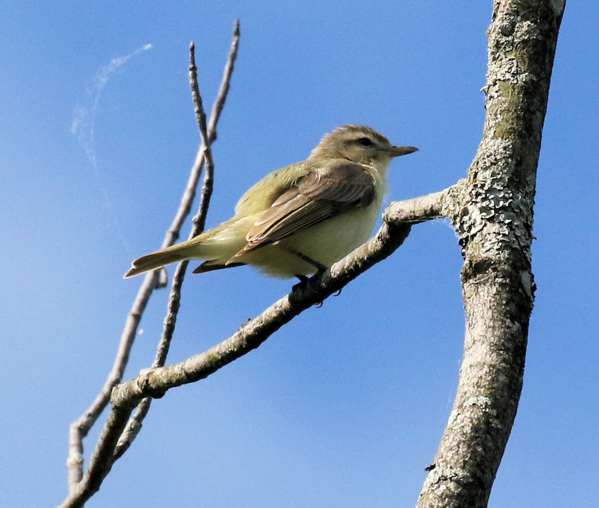 Warbling Vireo - Kernan Bell