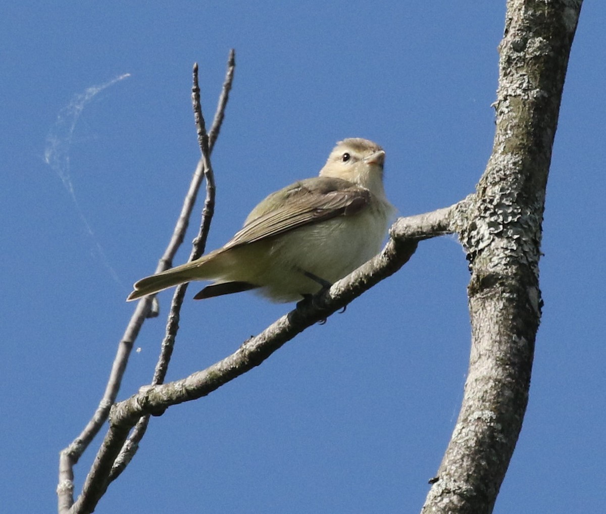 Warbling Vireo - Kernan Bell