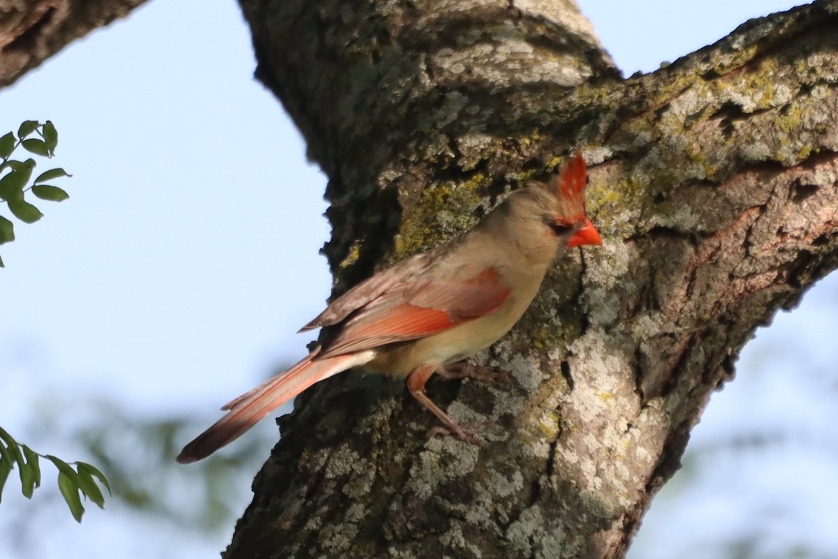 Northern Cardinal - עוזי שמאי