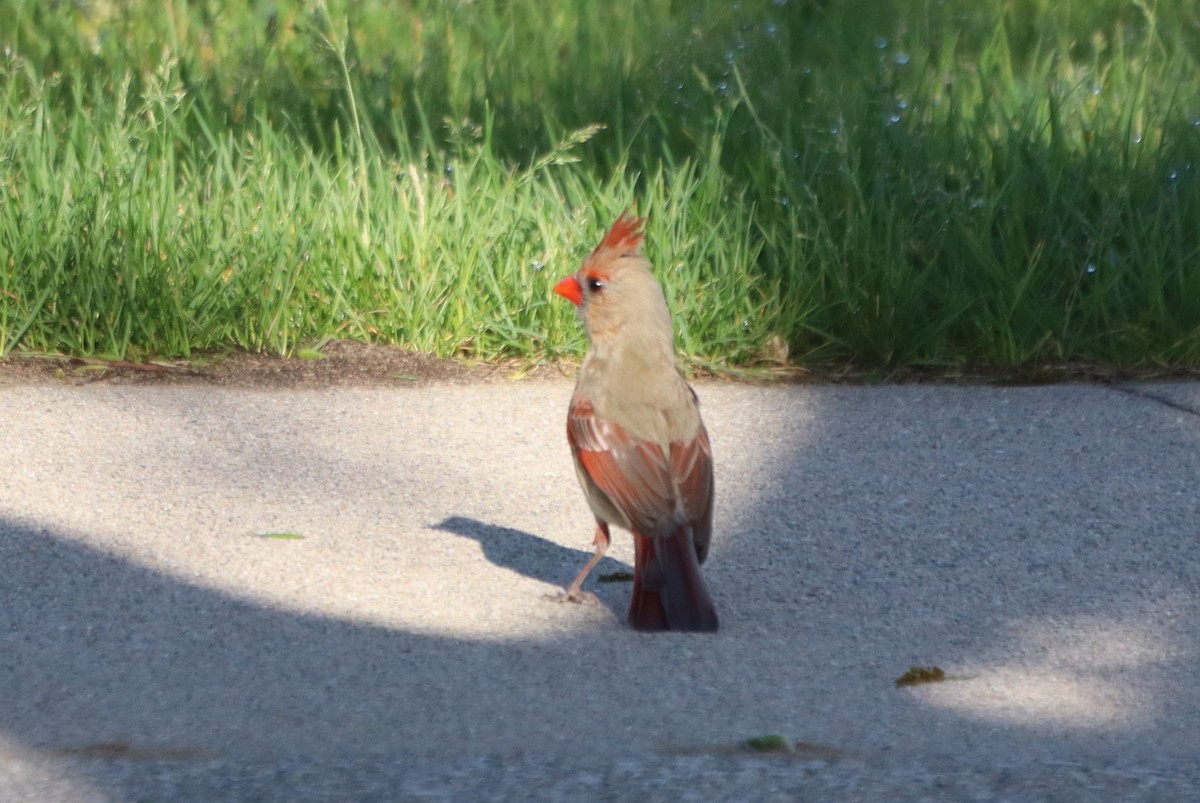 Northern Cardinal - עוזי שמאי