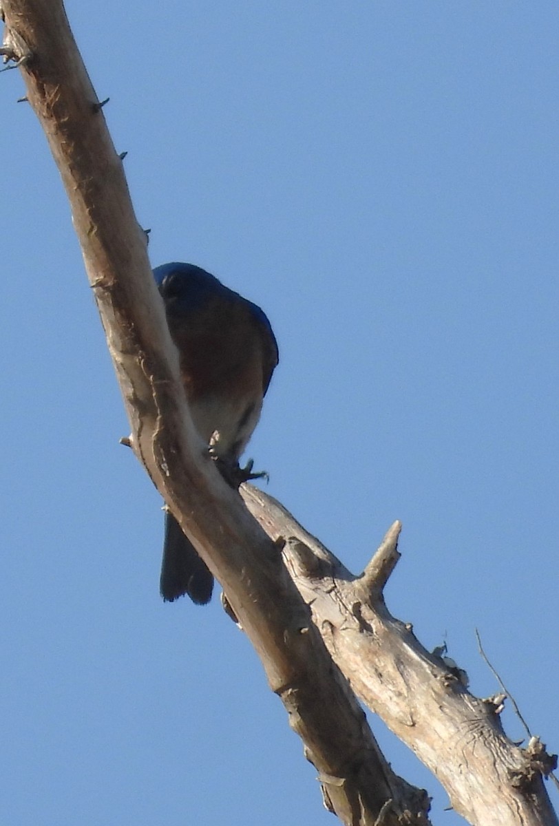 Eastern Bluebird - John  Paalvast