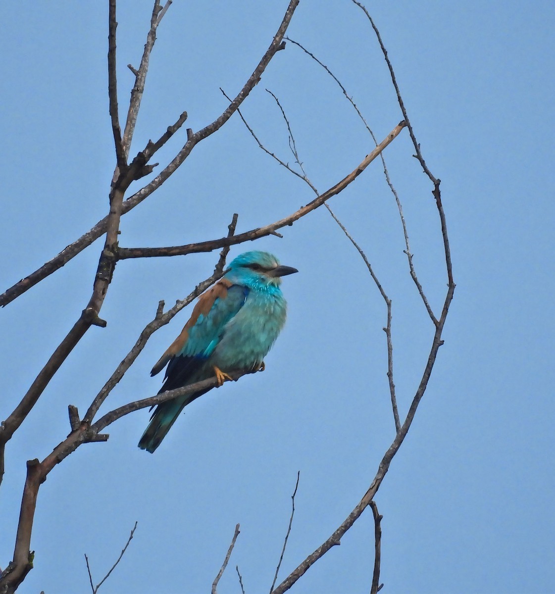 European Roller - ML619565098