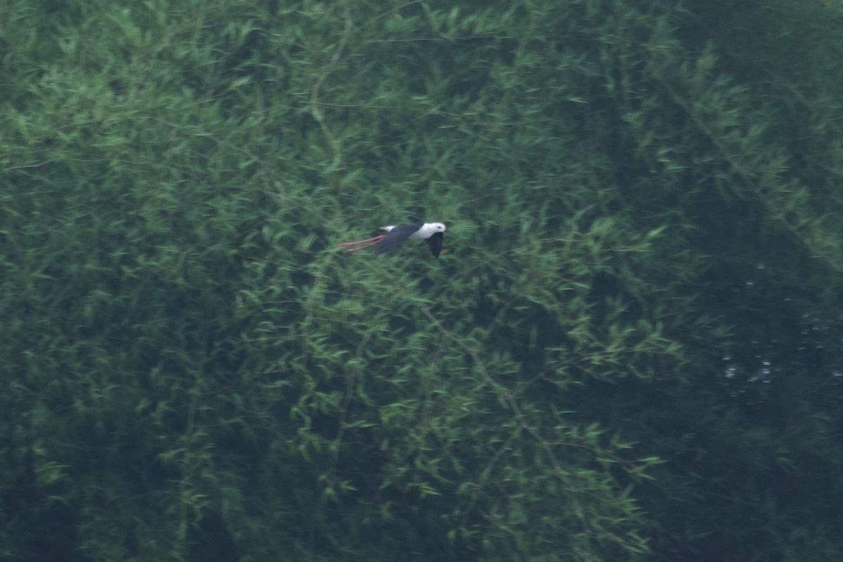 Black-winged Stilt - ML619565100