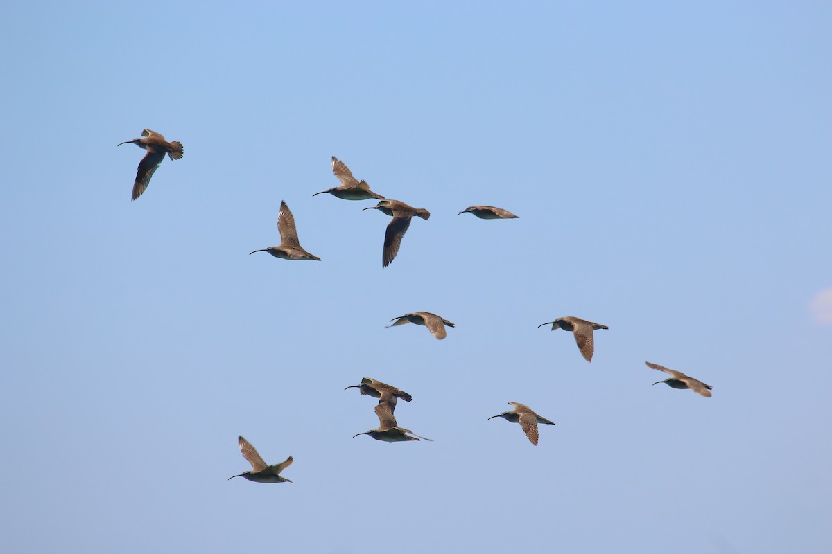 Whimbrel - Bert Richards