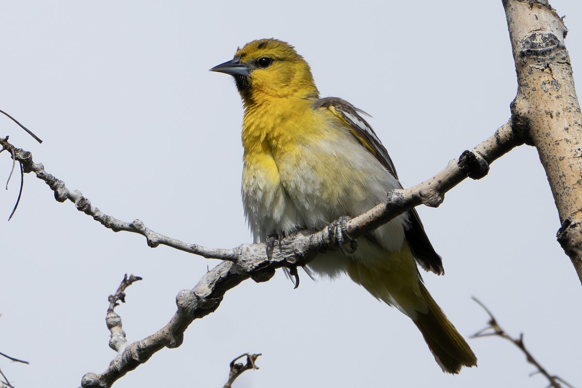 Bullock's Oriole - John Salisbury