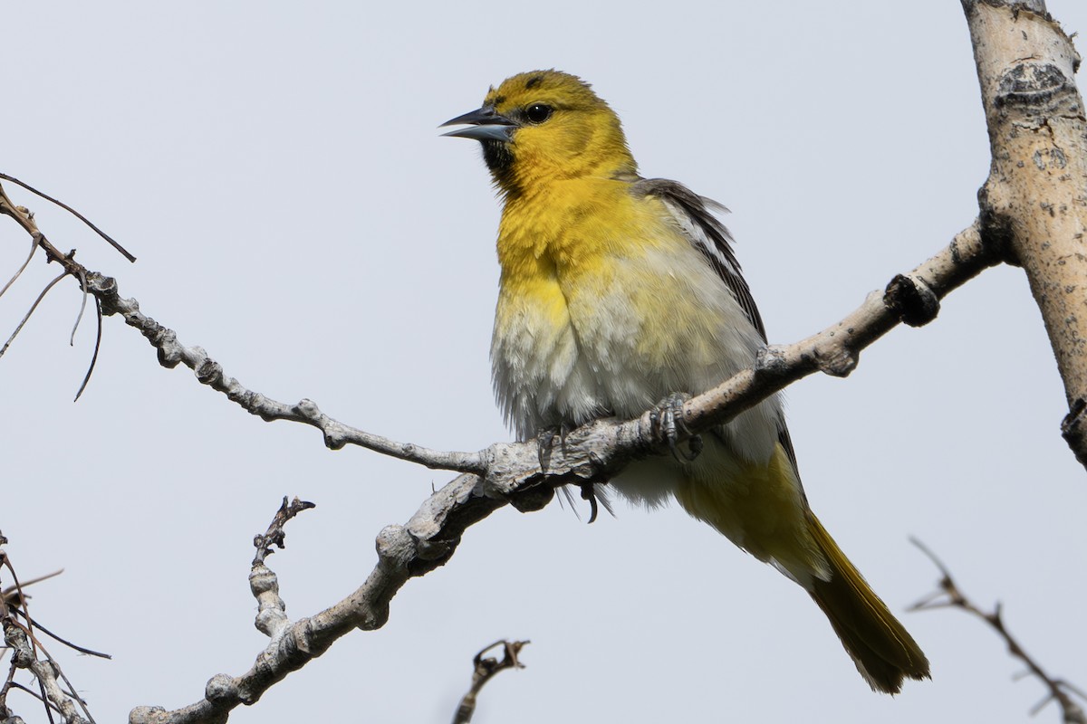 Bullock's Oriole - John Salisbury