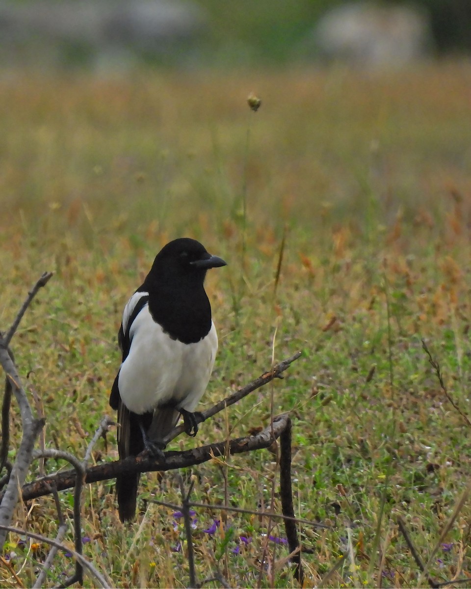 Eurasian Magpie - ML619565106