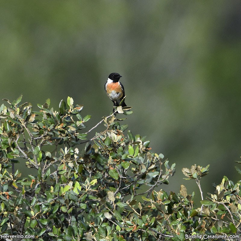 European Stonechat - ML619565107