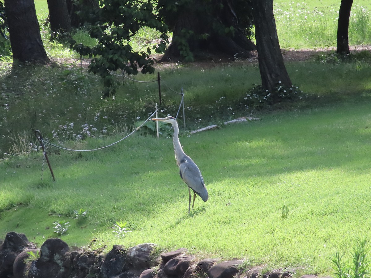 Gray Heron - Megumi Yoshio