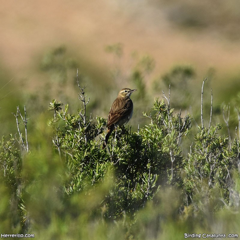 Tawny Pipit - Enric Pàmies