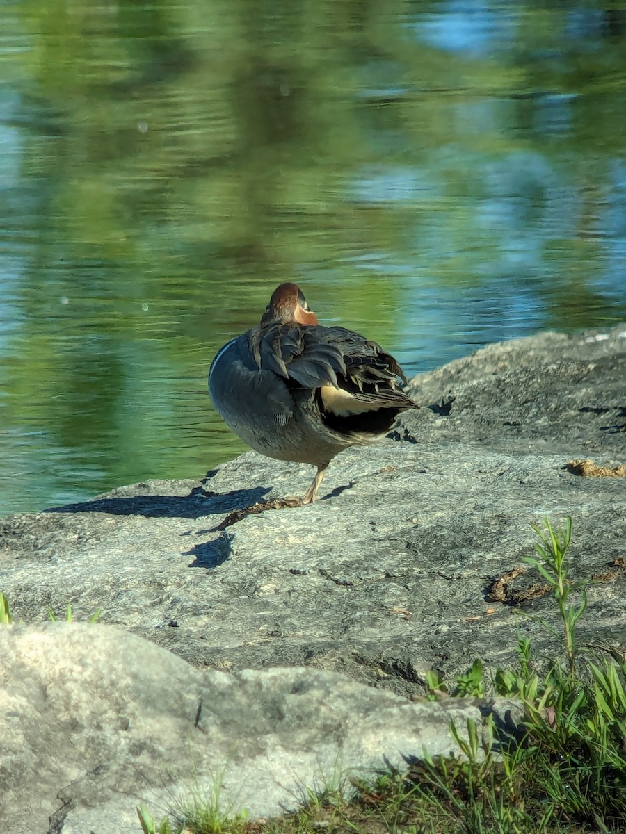 Green-winged Teal - Raymond Belhumeur