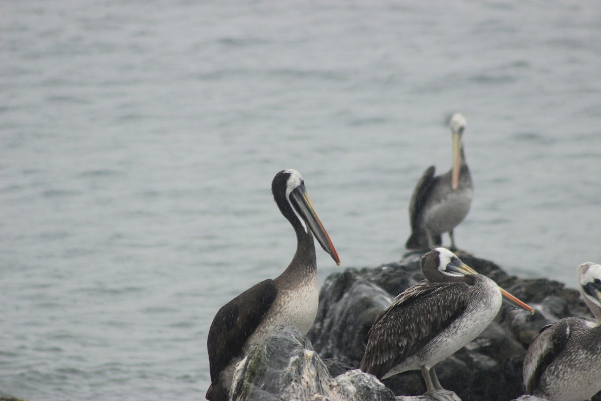 Peruvian Pelican - Rafael Romagna