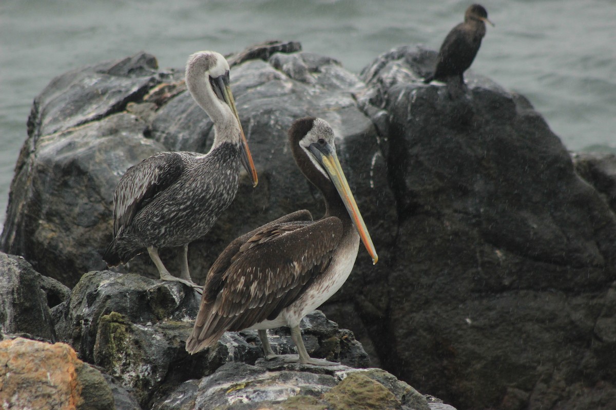 Peruvian Pelican - Rafael Romagna