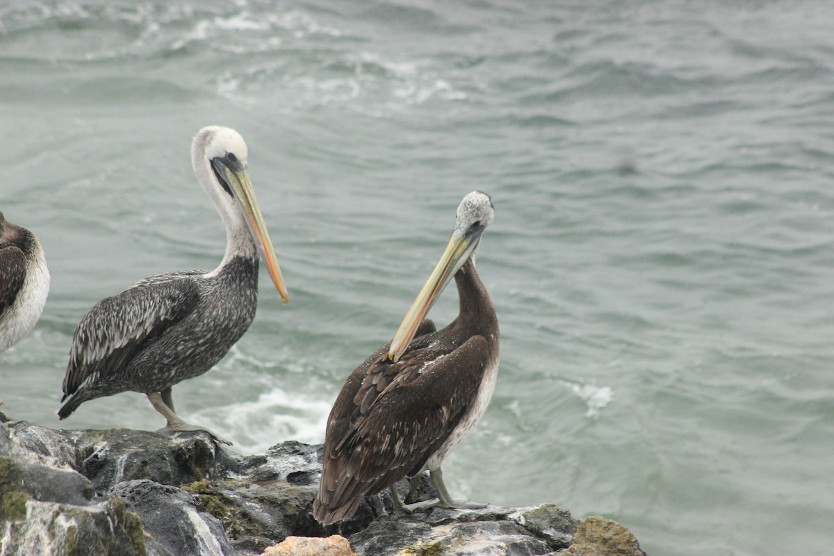 Peruvian Pelican - Rafael Romagna