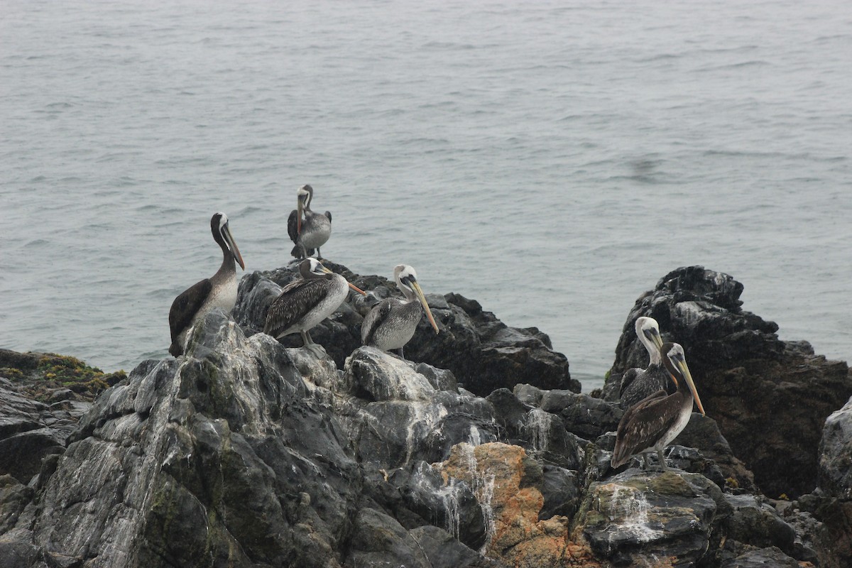 Peruvian Pelican - Rafael Romagna