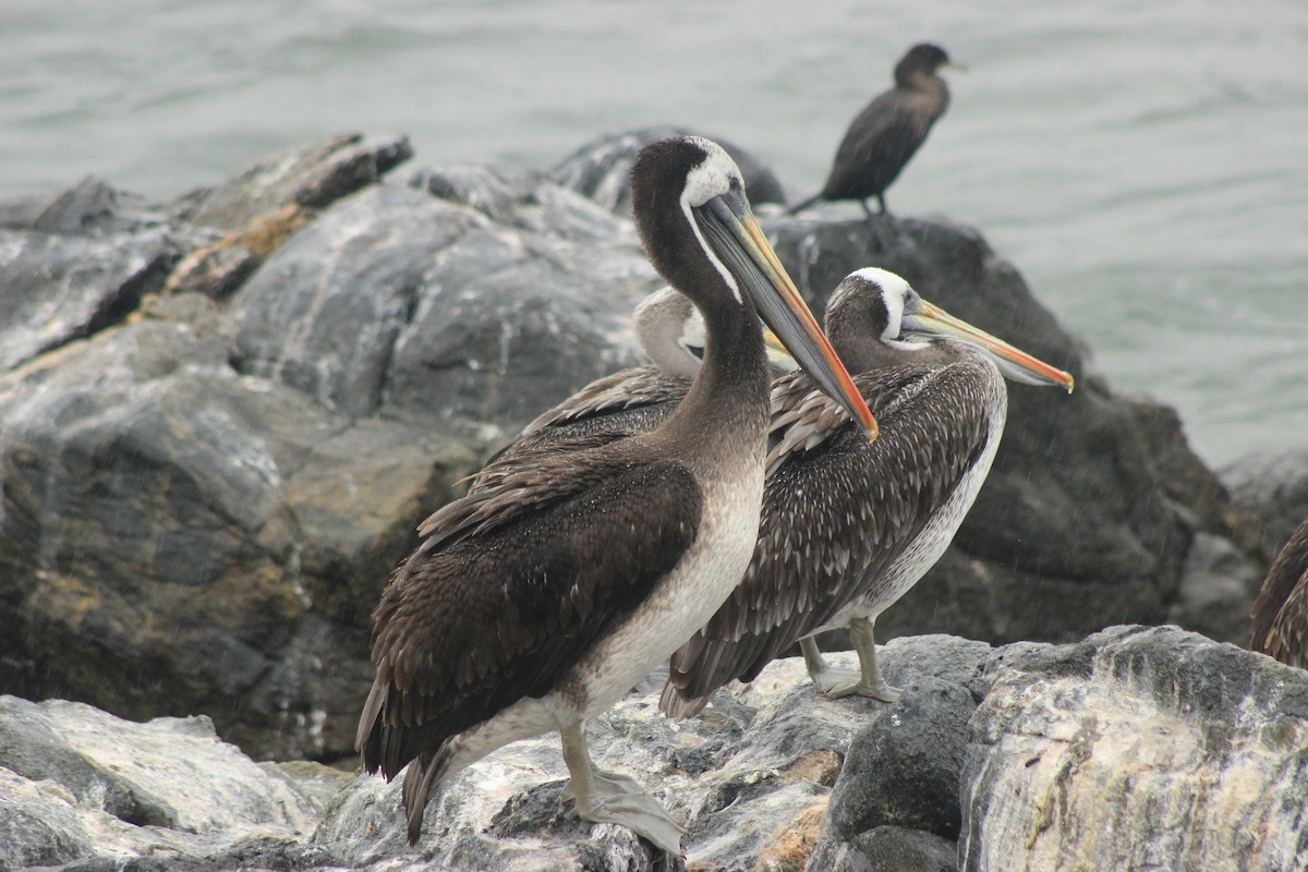 Peruvian Pelican - Rafael Romagna