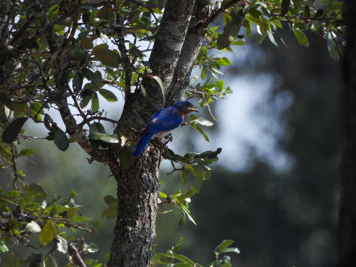 Eastern Bluebird - ML619565120