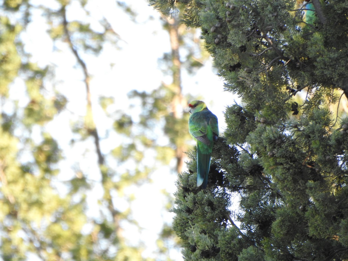 Australian Ringneck - DS Ridley