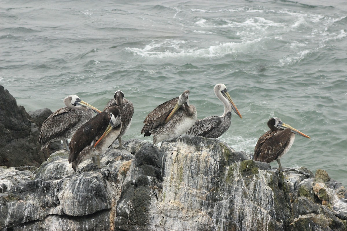 Peruvian Pelican - Rafael Romagna