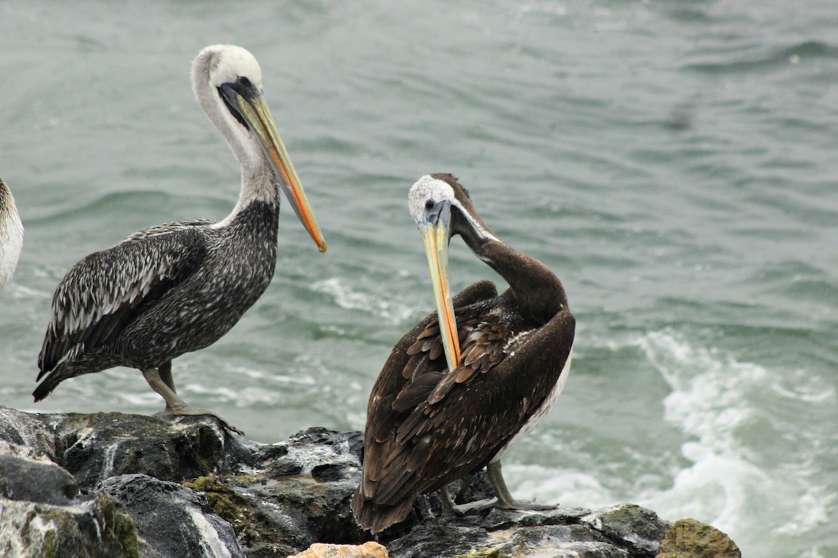 Peruvian Pelican - Rafael Romagna