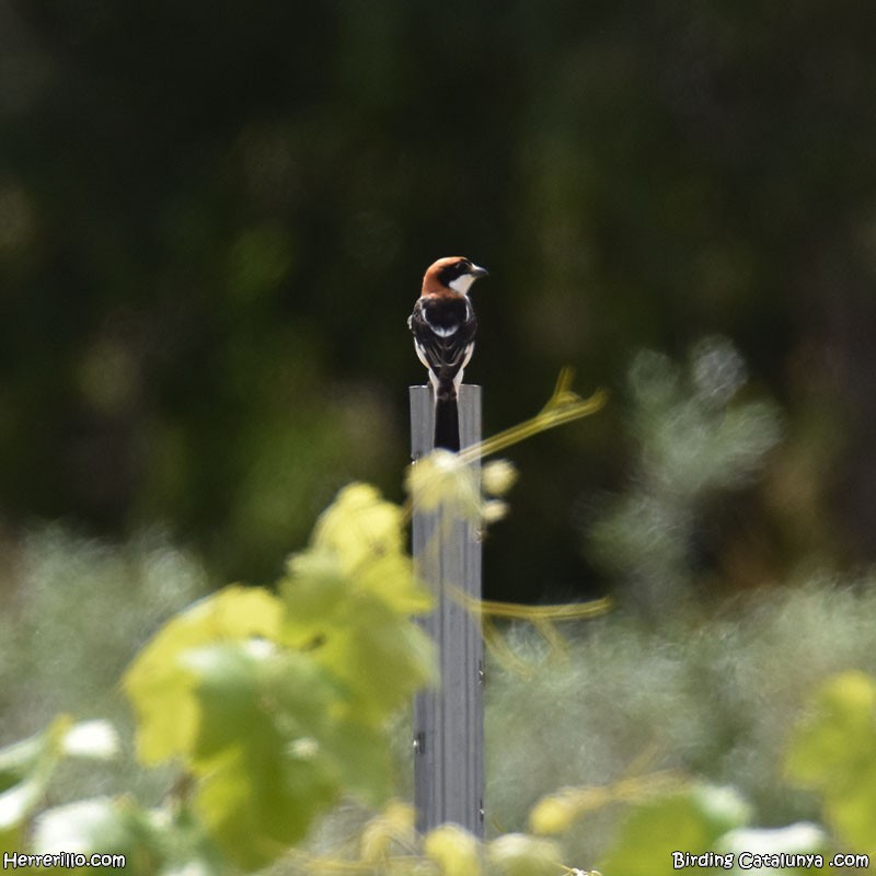 Woodchat Shrike - Enric Pàmies