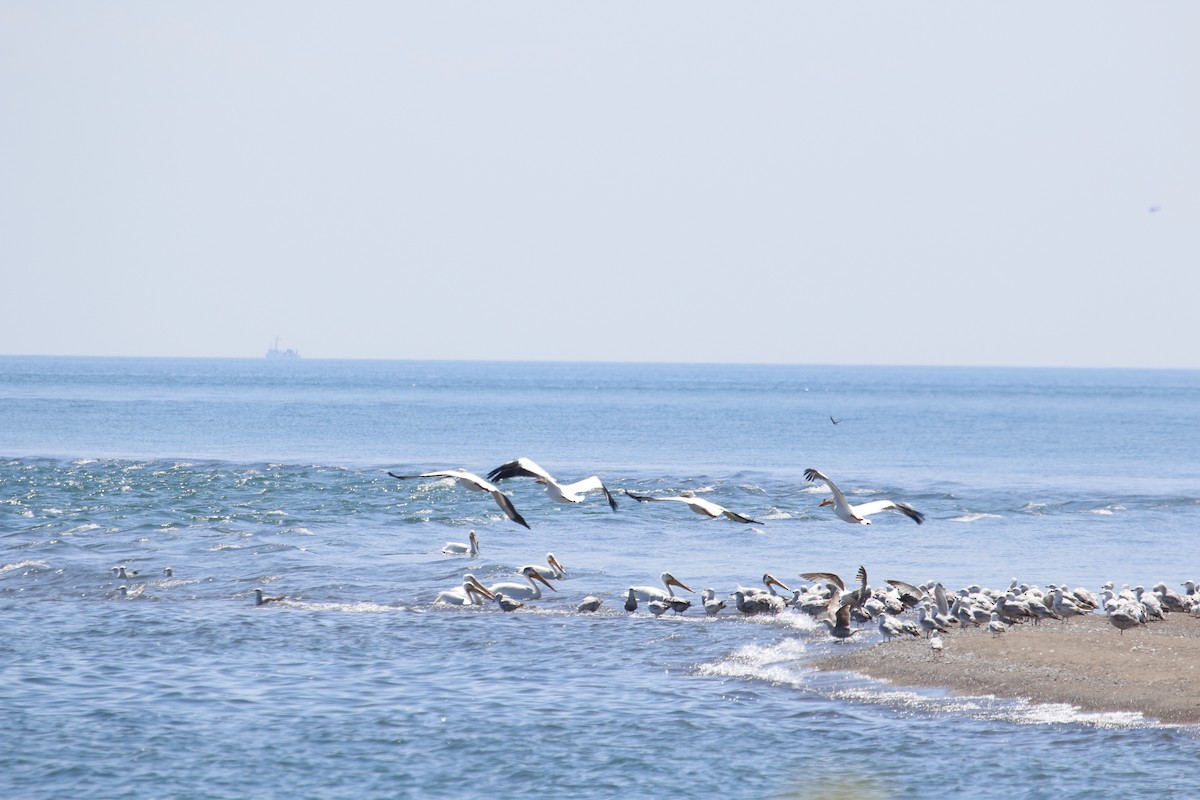 Ring-billed Gull - Bert Richards