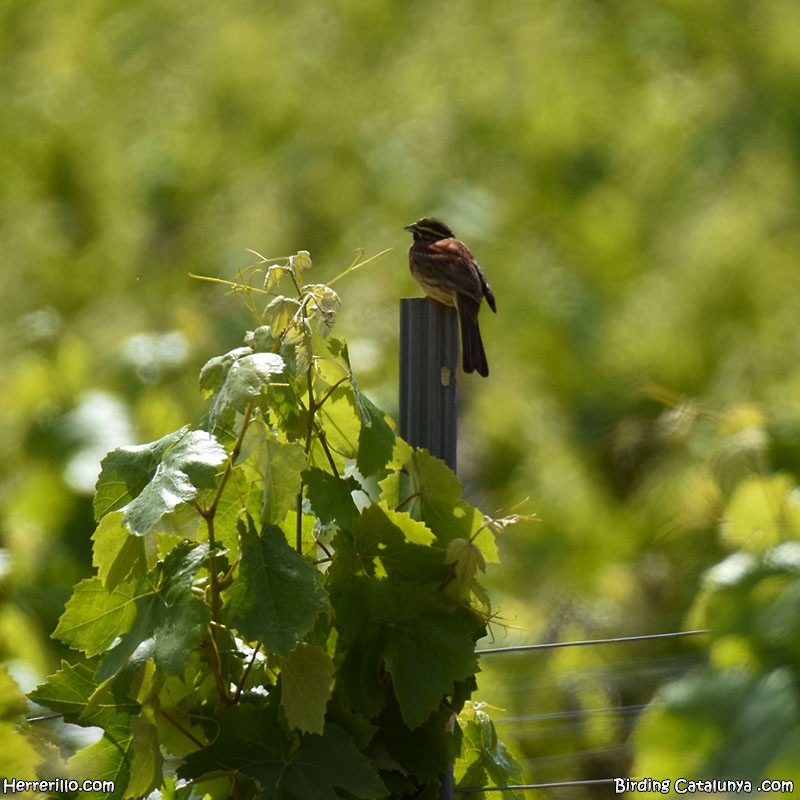 Cirl Bunting - Enric Pàmies