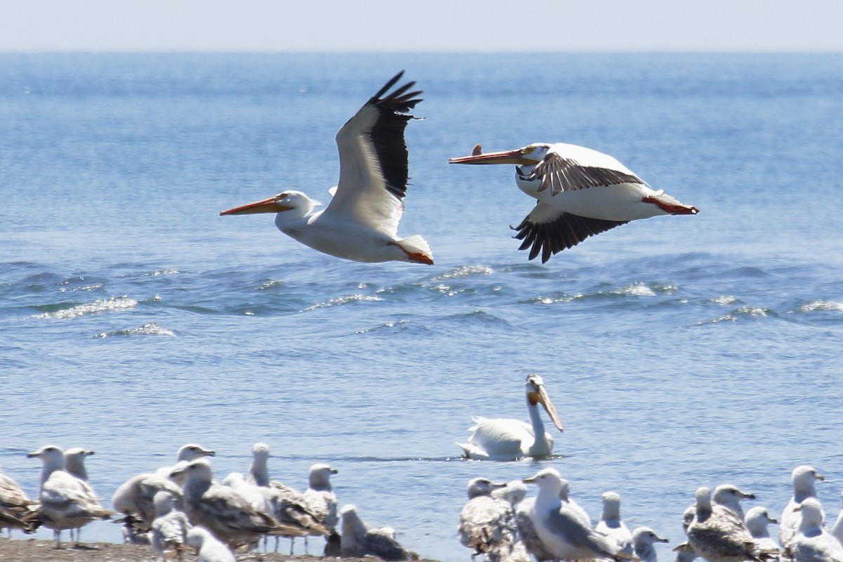 American White Pelican - Bert Richards