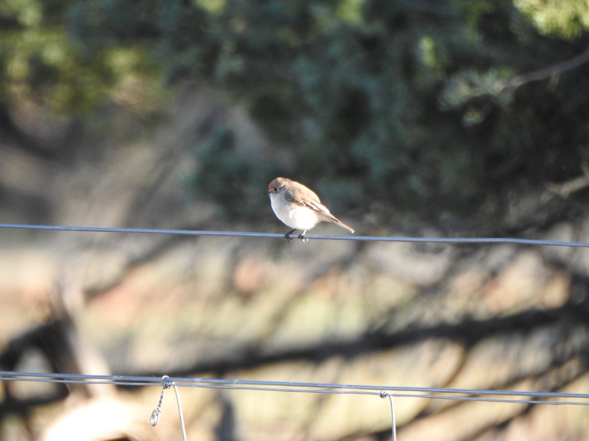 Red-capped Robin - ML619565150