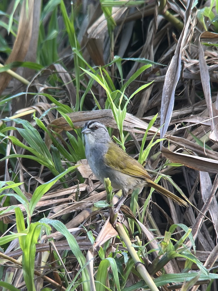 Black-striped Sparrow - ML619565151