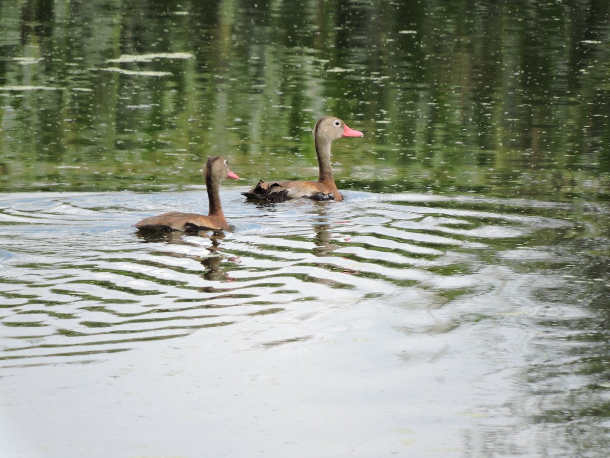 Black-bellied Whistling-Duck - Francisco J. Muñoz Nolasco