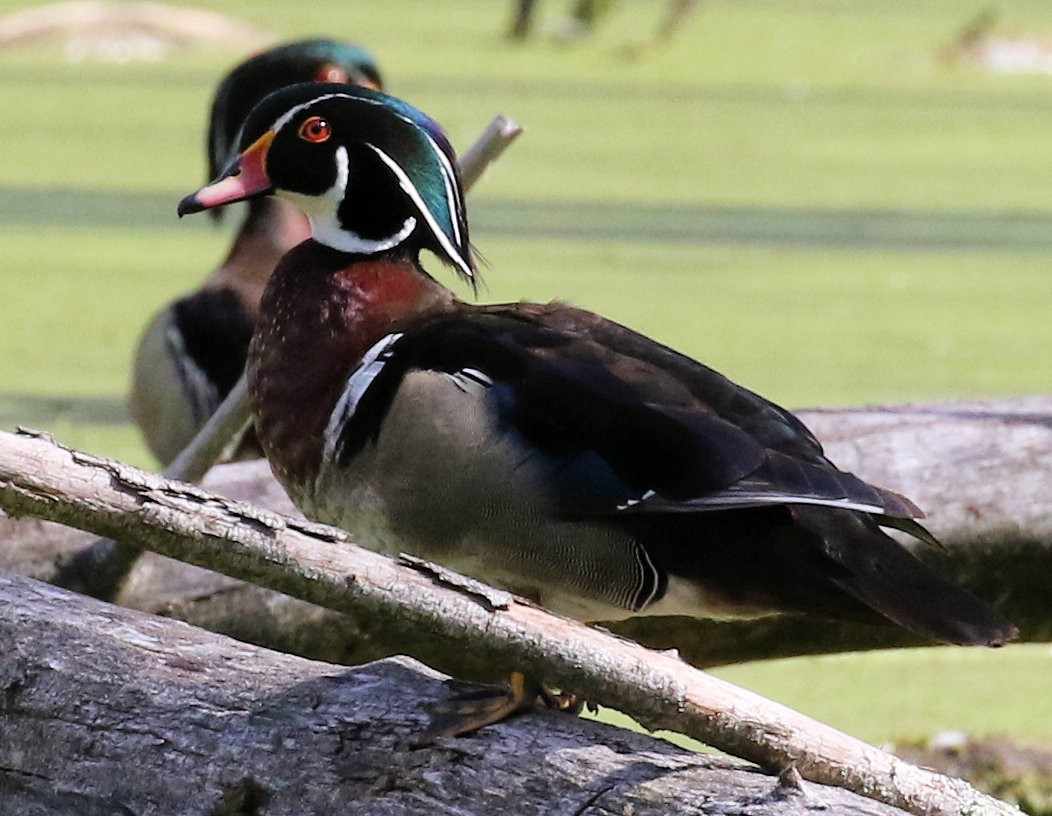 Wood Duck - Kernan Bell