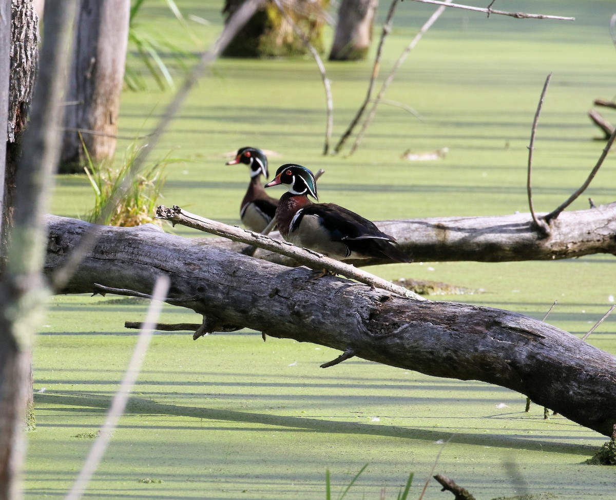 Wood Duck - Kernan Bell