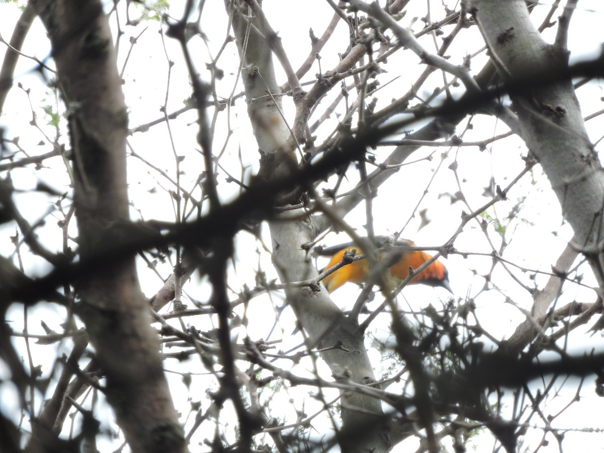 Hooded Oriole - Francisco J. Muñoz Nolasco