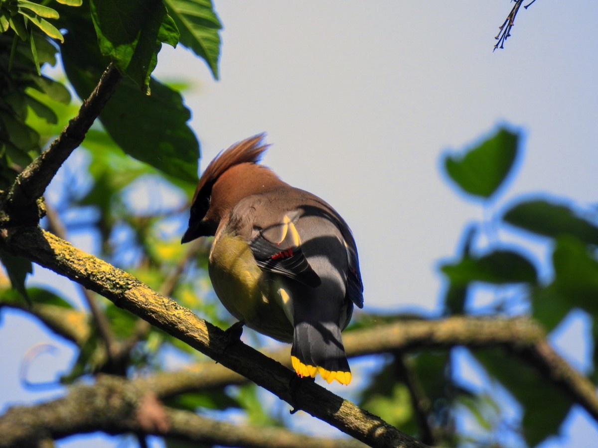 Cedar Waxwing - Kristy Eleftheriou