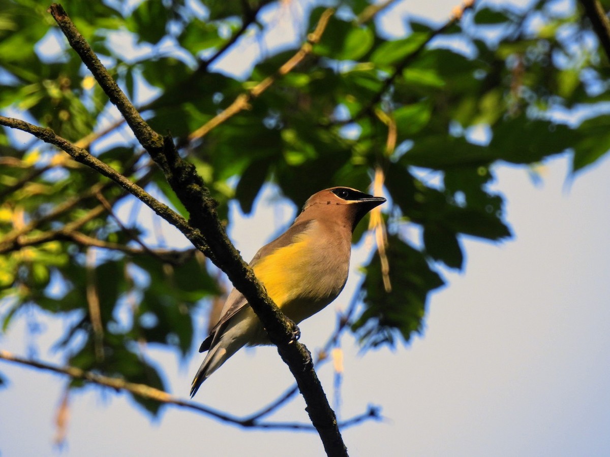 Cedar Waxwing - Kristy Eleftheriou