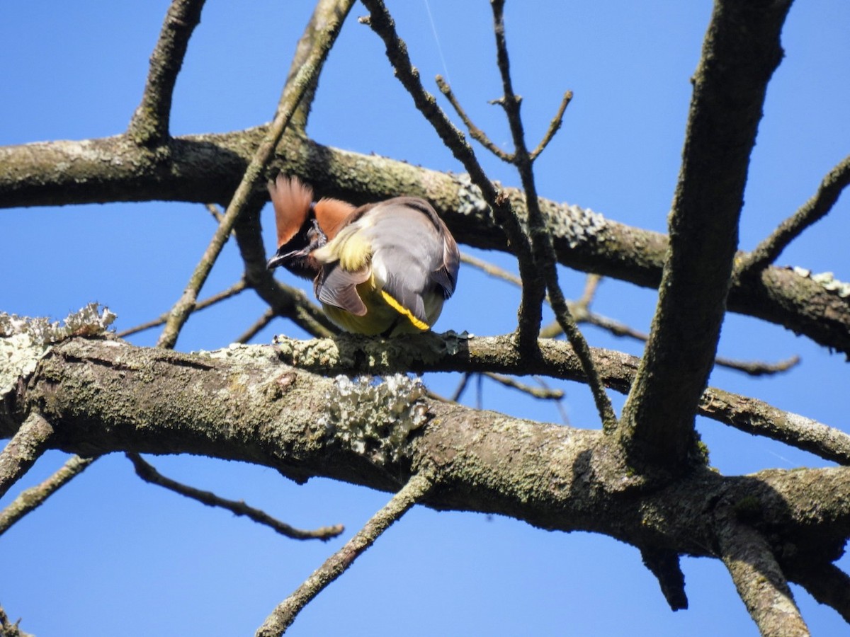 Cedar Waxwing - Kristy Eleftheriou