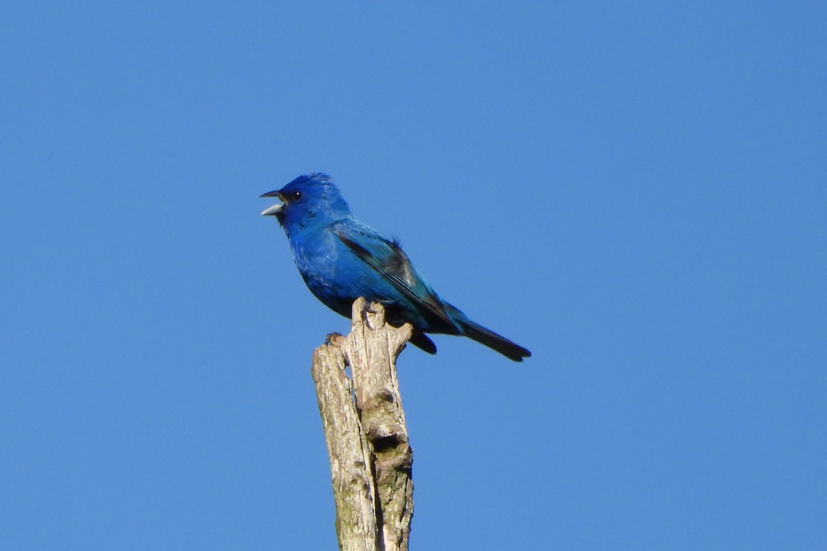 Indigo Bunting - Yana Levchinsky