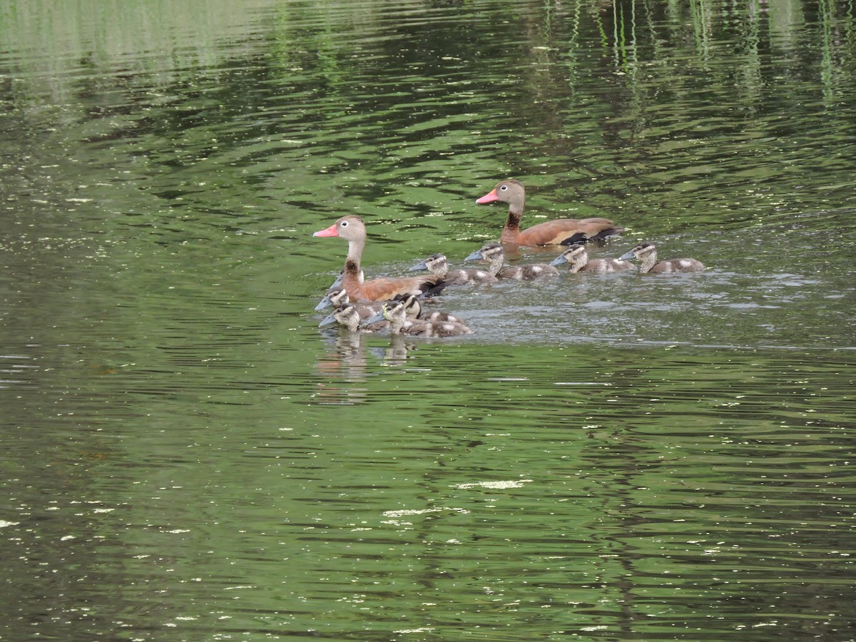 Black-bellied Whistling-Duck - Francisco J. Muñoz Nolasco