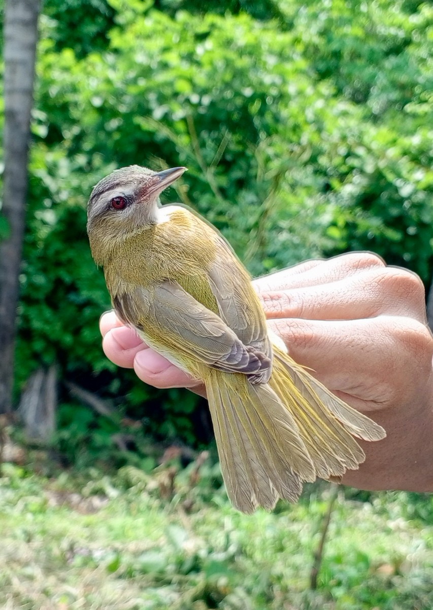 vireo sp. (Red-eyed Vireo complex) - Luis Mieres Bastidas