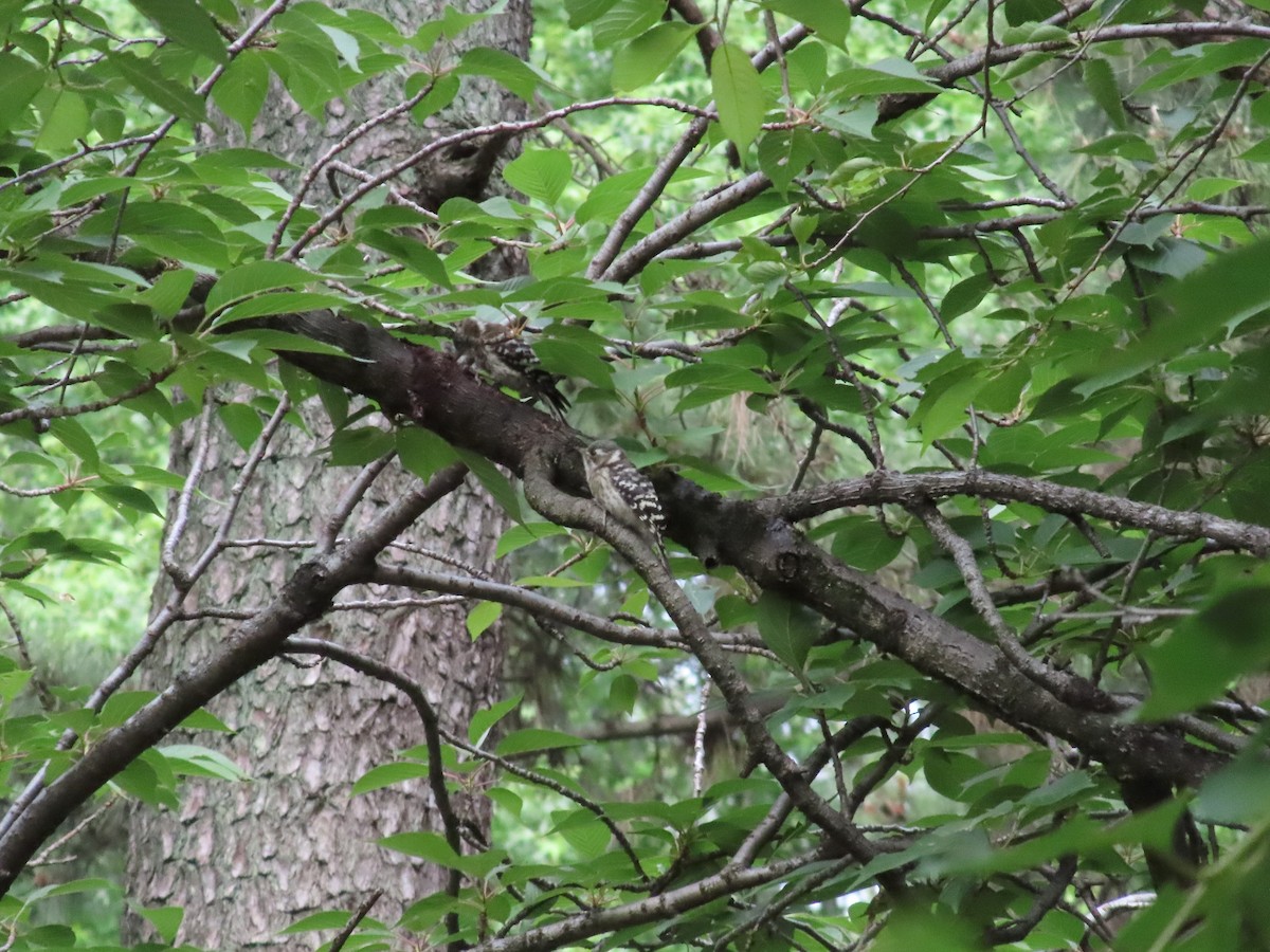 Japanese Pygmy Woodpecker - Megumi Yoshio