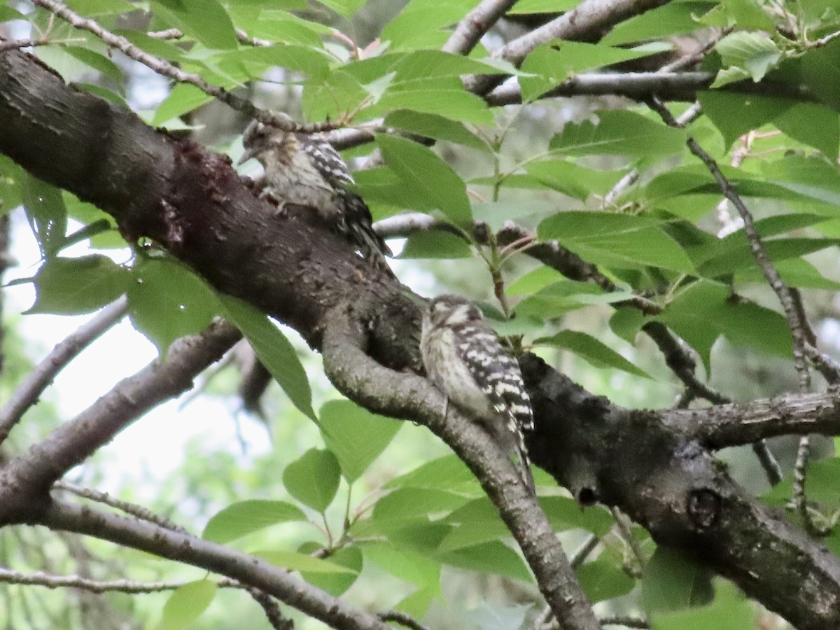 Japanese Pygmy Woodpecker - Megumi Yoshio