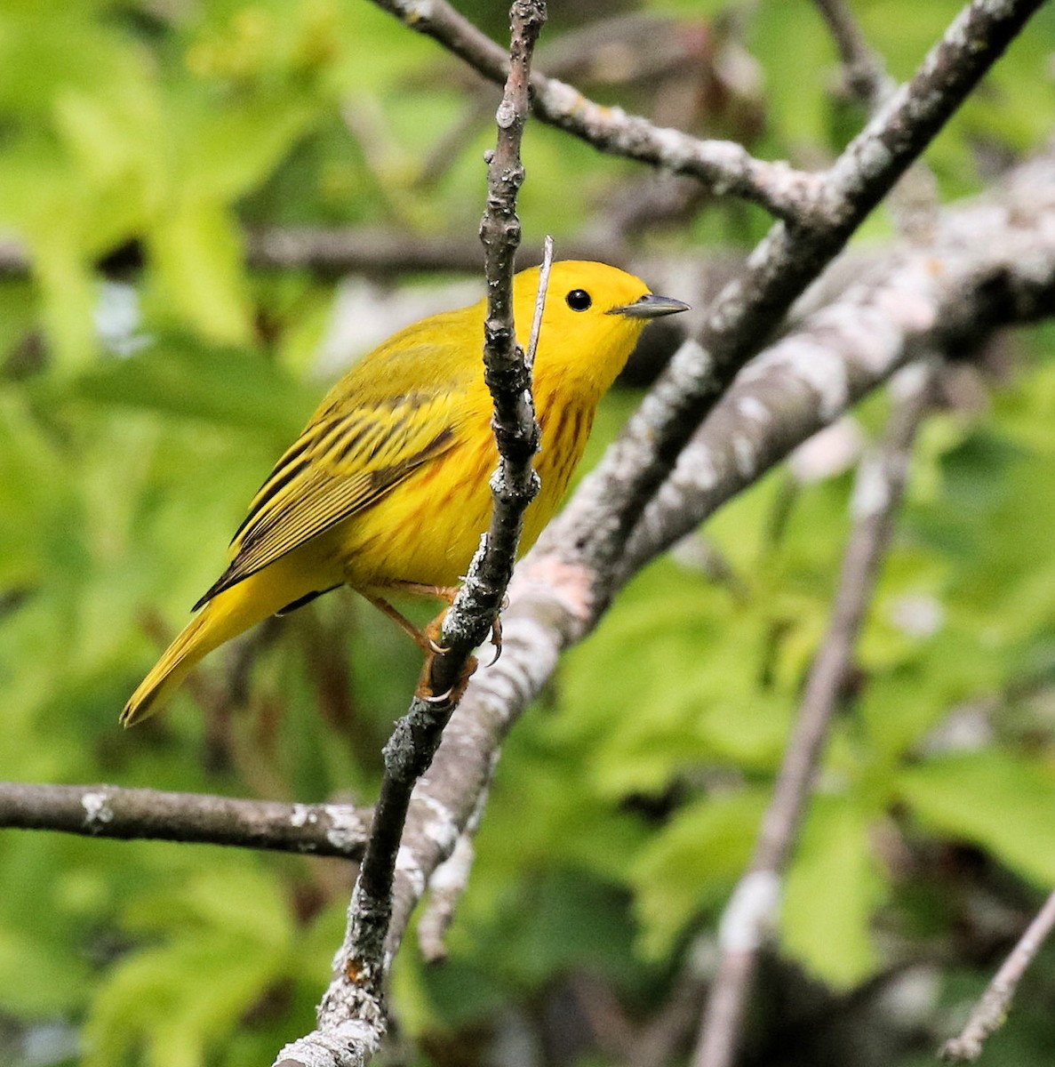 Yellow Warbler - Kernan Bell