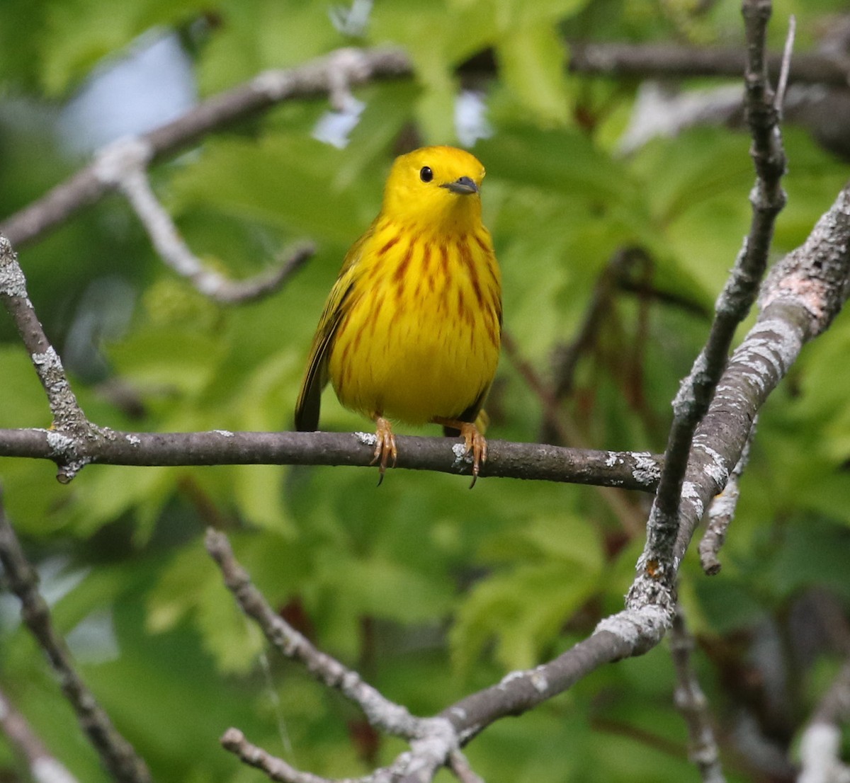 Yellow Warbler - Kernan Bell