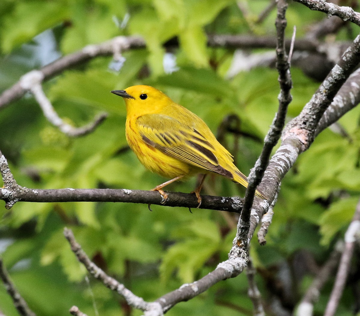 Yellow Warbler - Kernan Bell