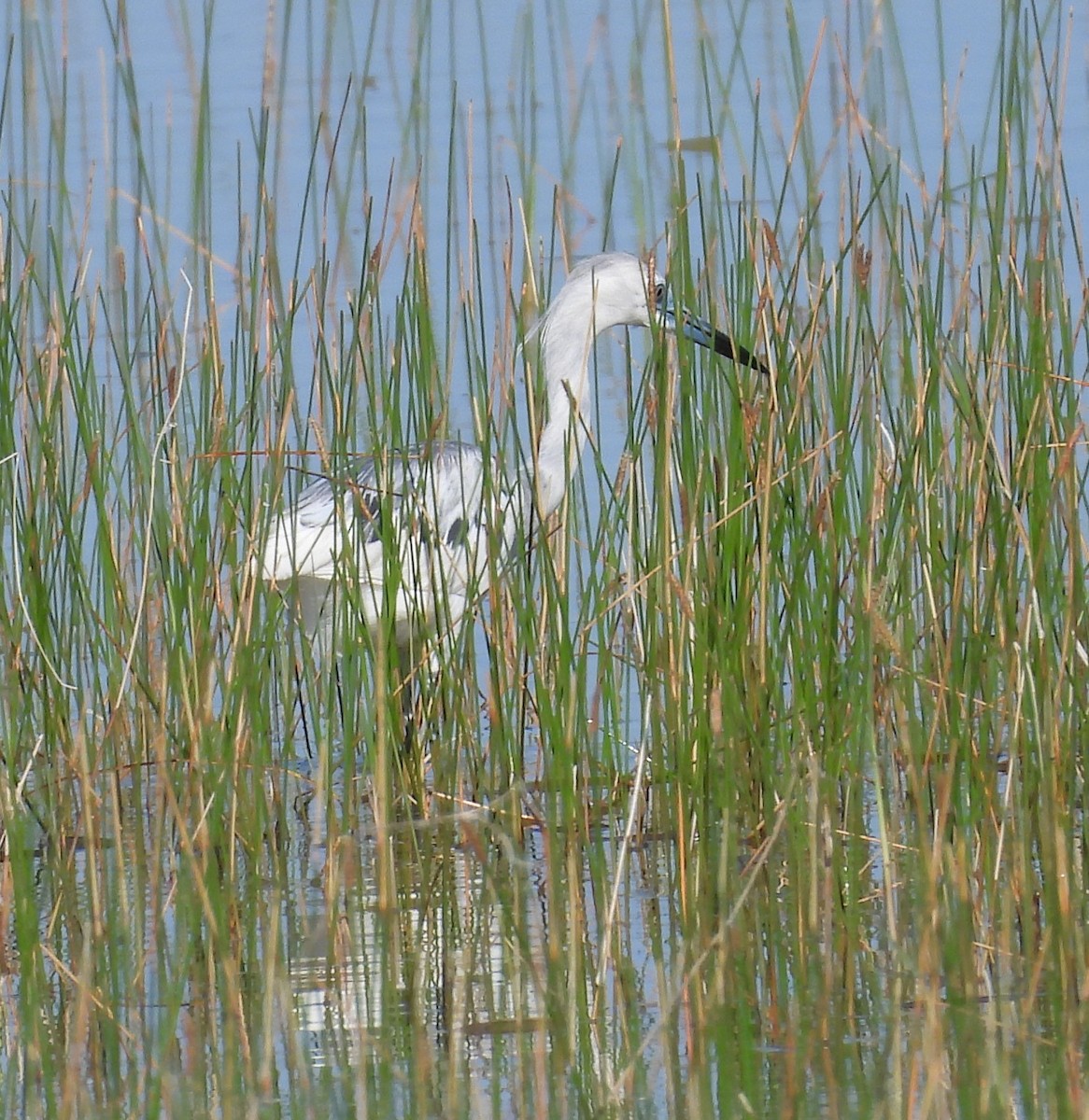 Little Blue Heron - John  Paalvast