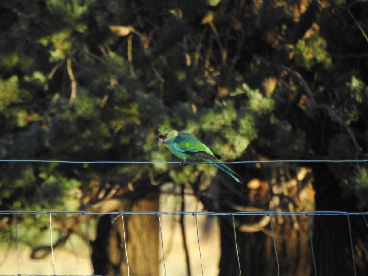 Australian Ringneck - ML619565189