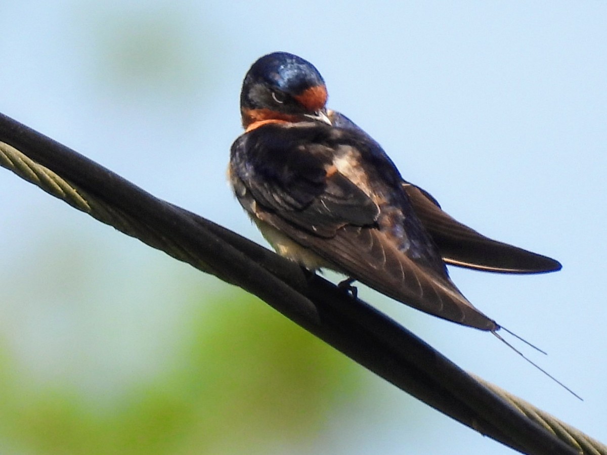 Barn Swallow - Kristy Eleftheriou