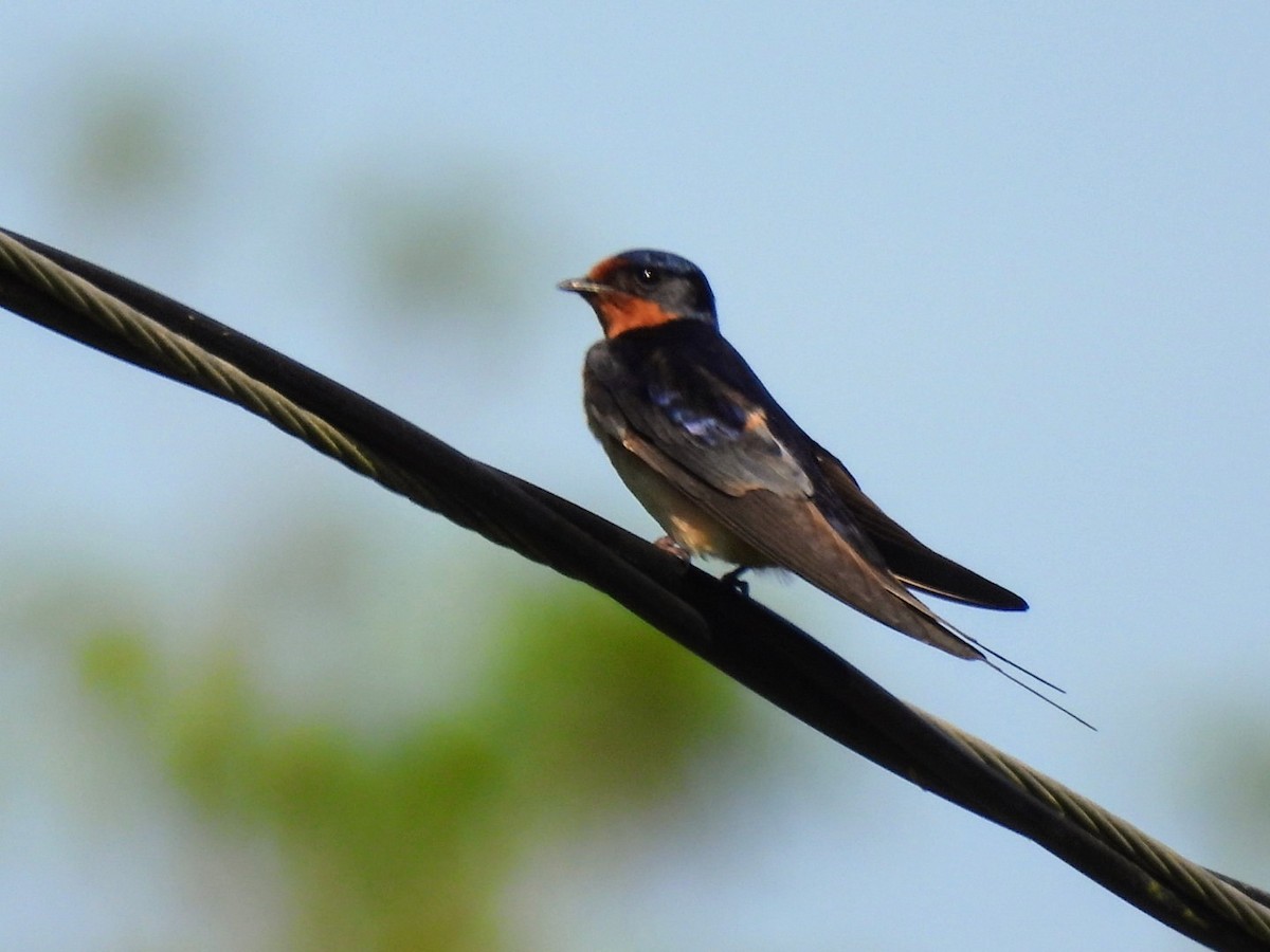 Barn Swallow - Kristy Eleftheriou