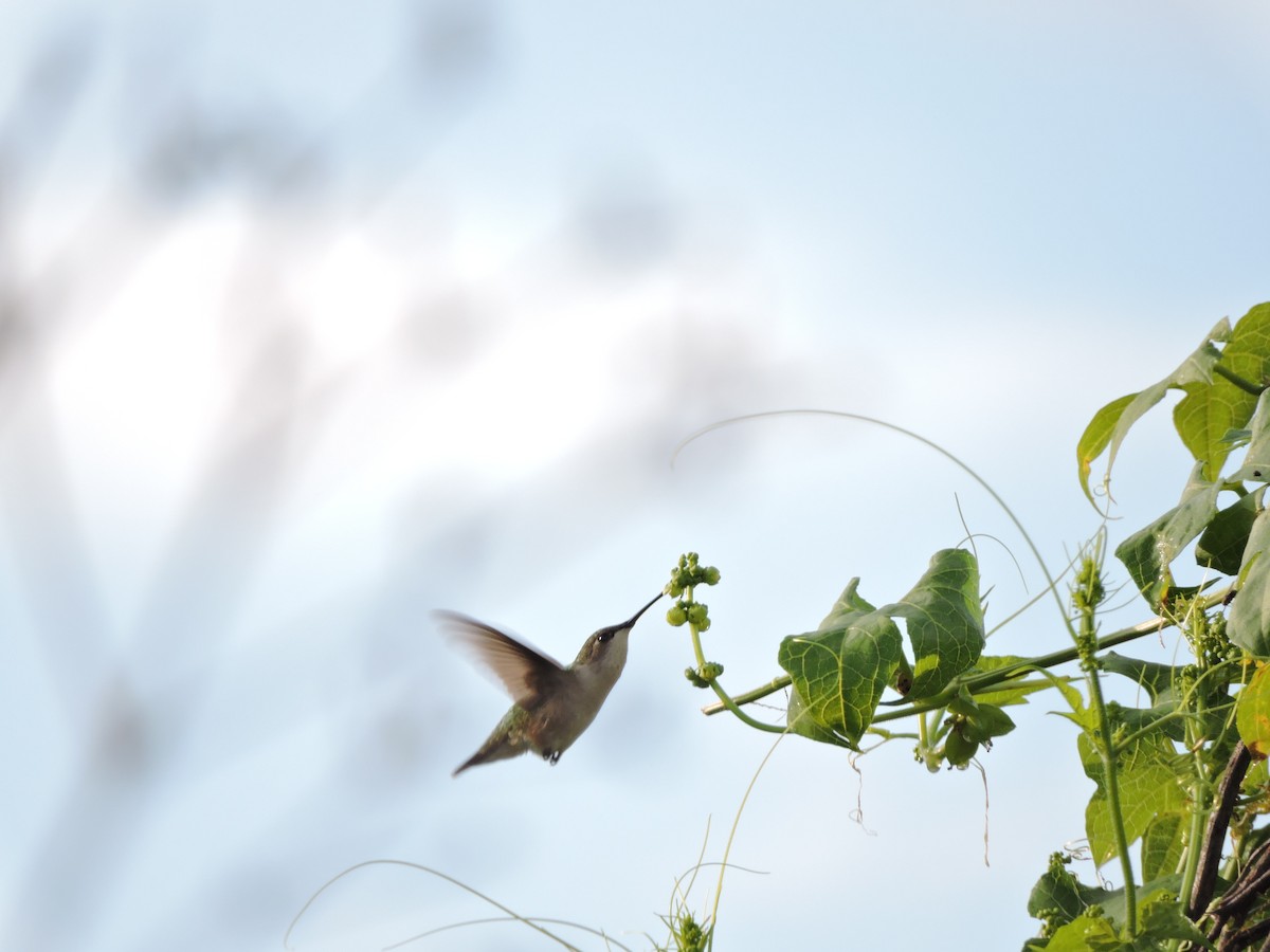 Rufous Hummingbird - Francisco J. Muñoz Nolasco